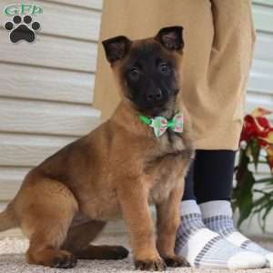 Honey, Belgian Malinois Puppy